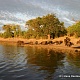 Замбия. Буйволы на водопое
